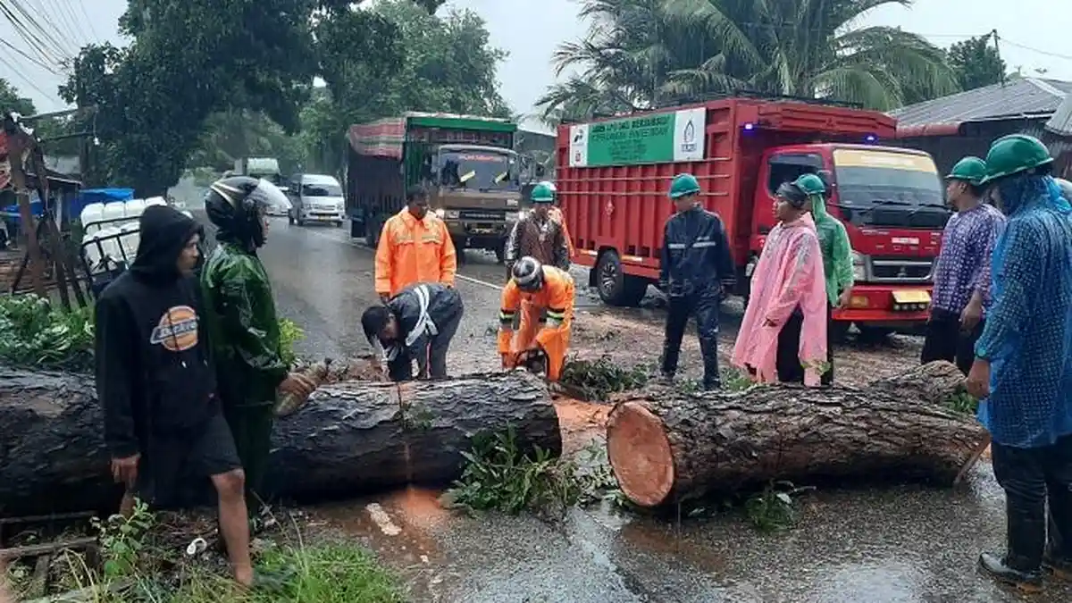 Dua Pohon Tumbang Tutupi Badan Jalan Lintas Nasional di Langsa, Timbulkan Kemacetan
