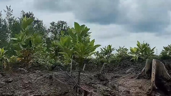 Cahaya Asa Selamatkan Bumi Lewat Restorasi Mangrove Sungsang
